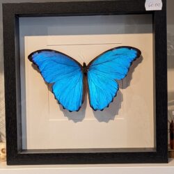 kader blauwe morpho