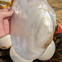 parelmoeren schelp XXL