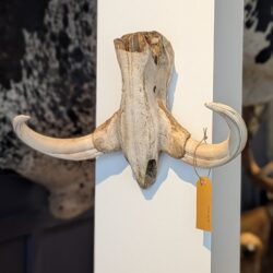 schedel wrattenzwijn jaren 50