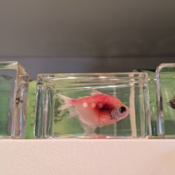 roze visje in hars