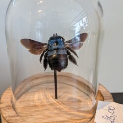 naturel stolpje blauwe bij