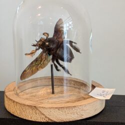naturel stolpje zwarte bij