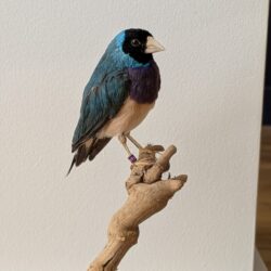 Gouldamadine blauw