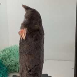 molletje