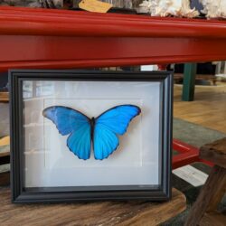 kader blauwe vlinder