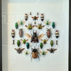 XL museumkader met kevers