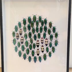 XL museumkader met juweelkevers