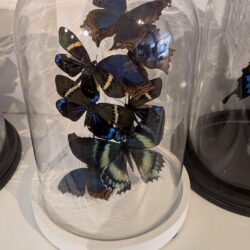 witte stolp met blauwe vlinders