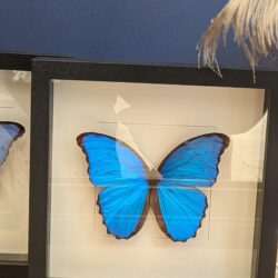 kader met Morpho Didius