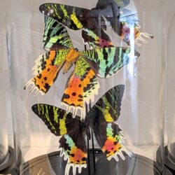 stolp sunset moth