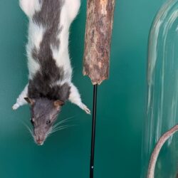 hangende rat