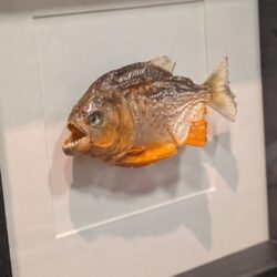 kader Piranha!