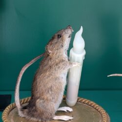 rat met kaars in antiek stolpje