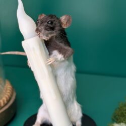 rat met kaars