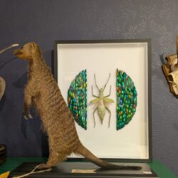 XL museumkader met bosnimf en keverschilden