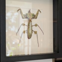 kader Duivelsbloemmantis