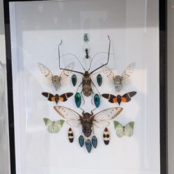 XL museumkader met insecten