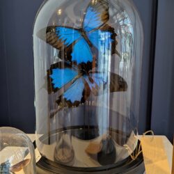 stolp duo blauwe vlinder
