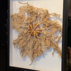 XL museumkader met unieke zeester