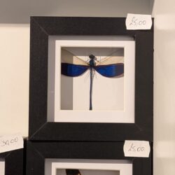 kader blauwe juffer