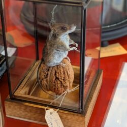 muis op XXL walnoot