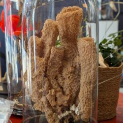 prachtige antieke stolp met XXL zeespons
